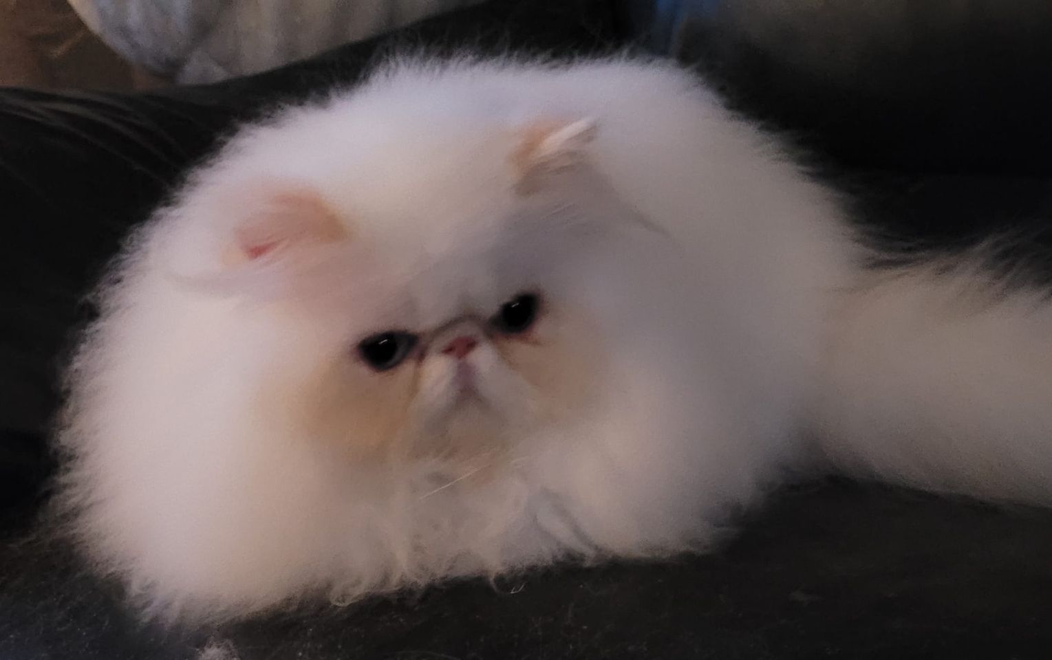 El Westii´s Lillebror