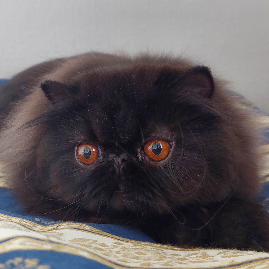 DiKeRo´s Kahlua Ludlows