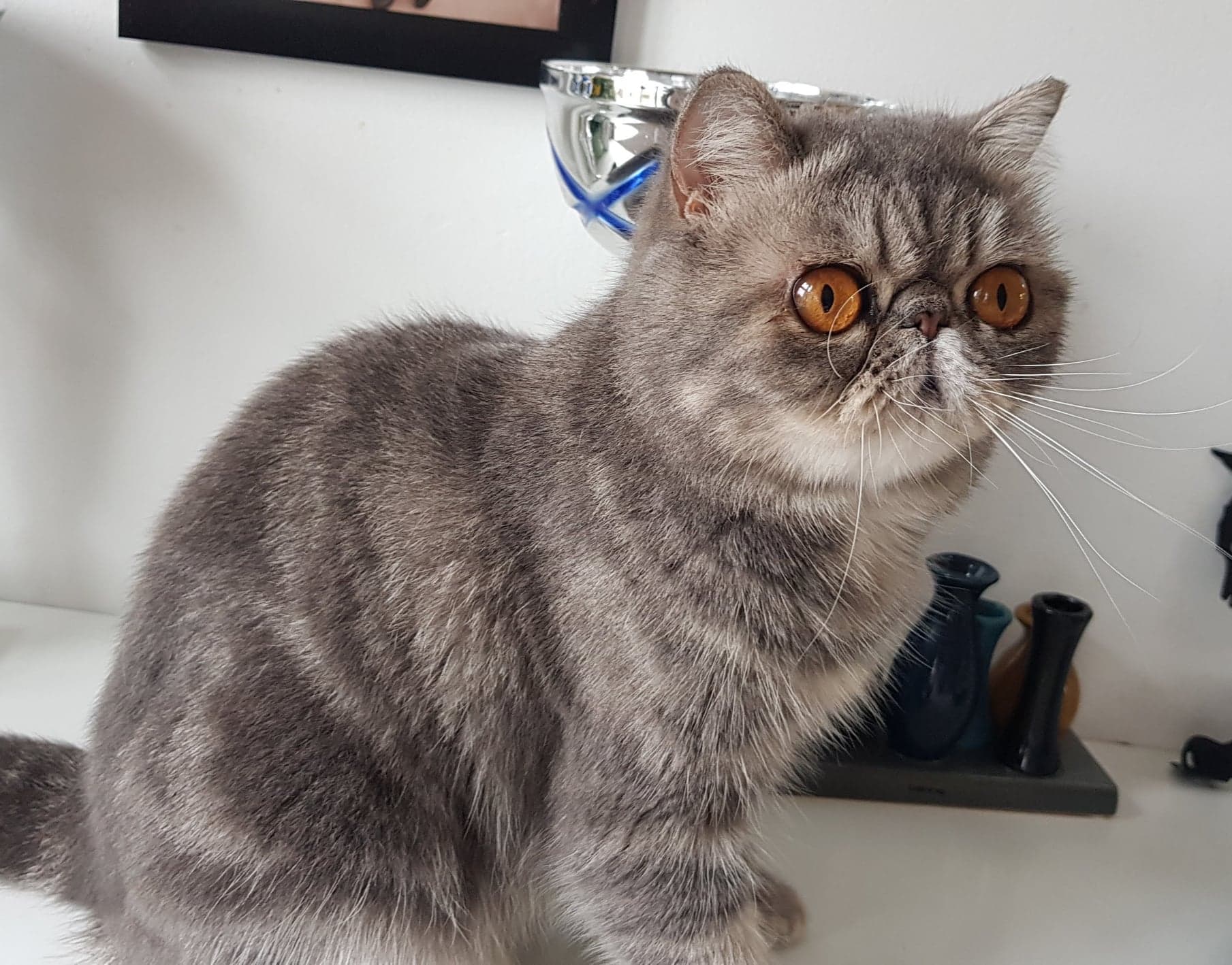 12.05.2019 Birkerød  INTERNATIONAL CHAMPION LaLiSHens Lucy In The Sky 