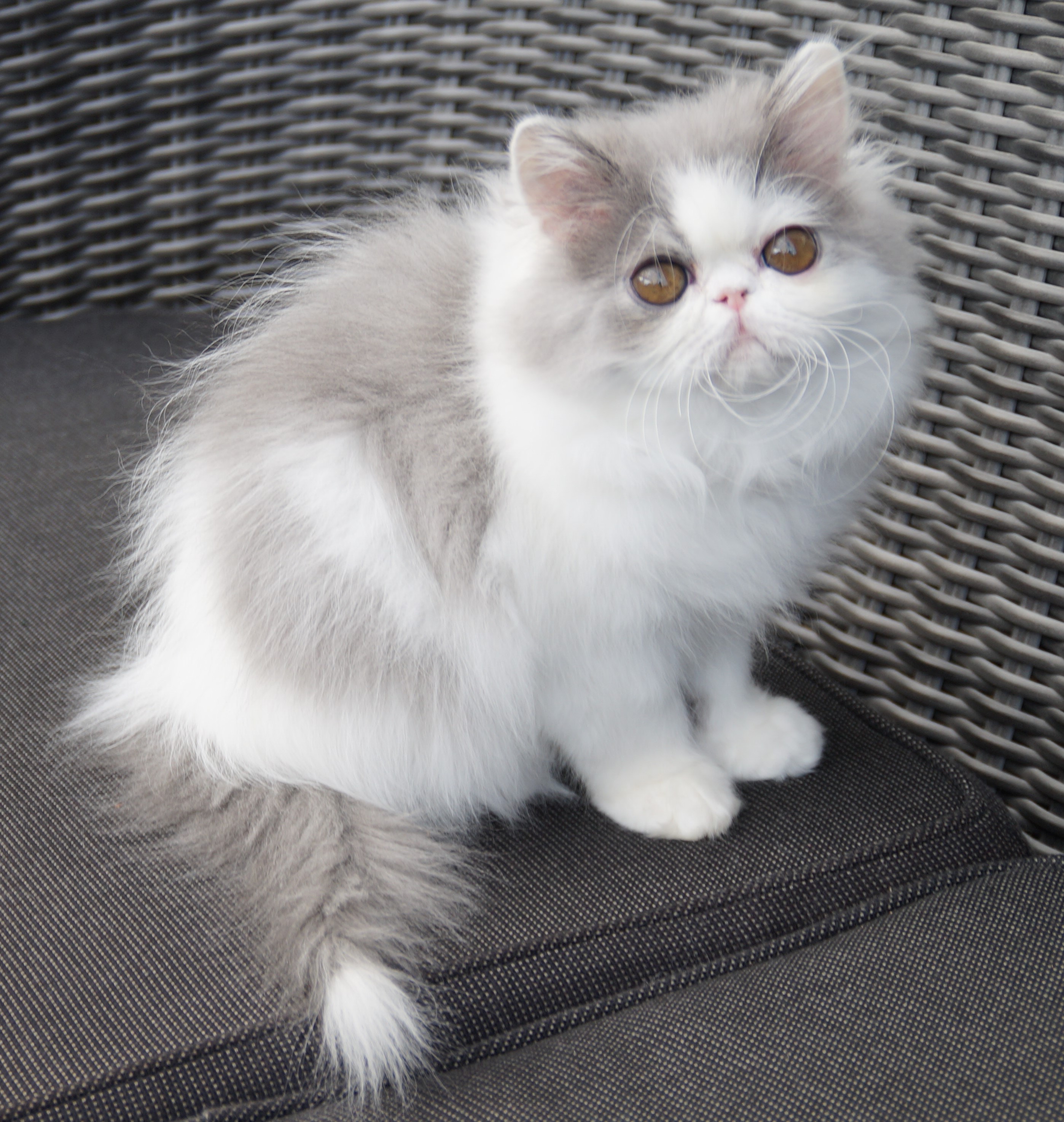 Namyslo´s Mia Maja