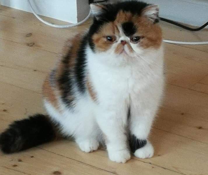 O'fives Fiona 4 you 