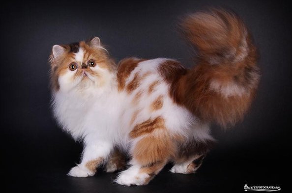 Patula s cats Artemesia 