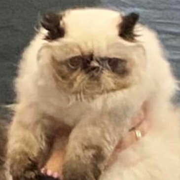 CacaoCat`s Polly`Ester