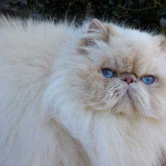 IC LAI-AN´S OH SHINE LIKE A DIAMOND
