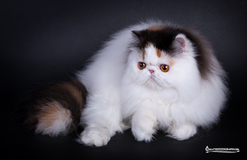 IC Namyslo´s Wilma