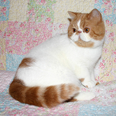 Pigalop`s Amber 